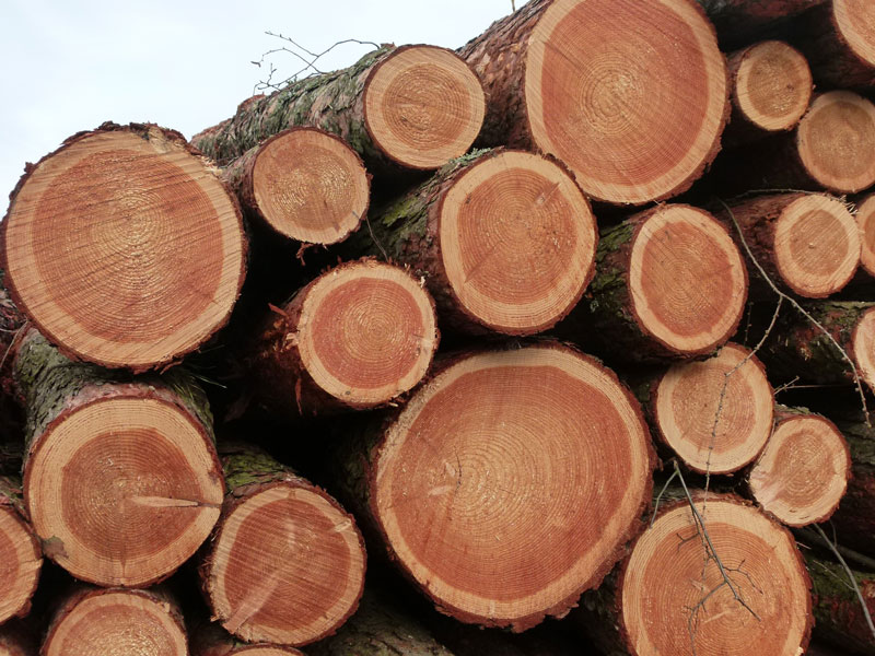 Softwood lumber logs