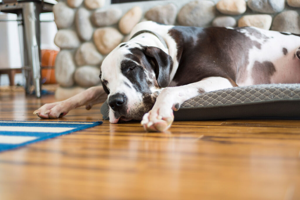 Dog napping on pet bed over hardwood flooring